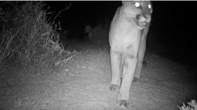 Watch this video of a mountain lion taking a stroll in Sabino Canyon